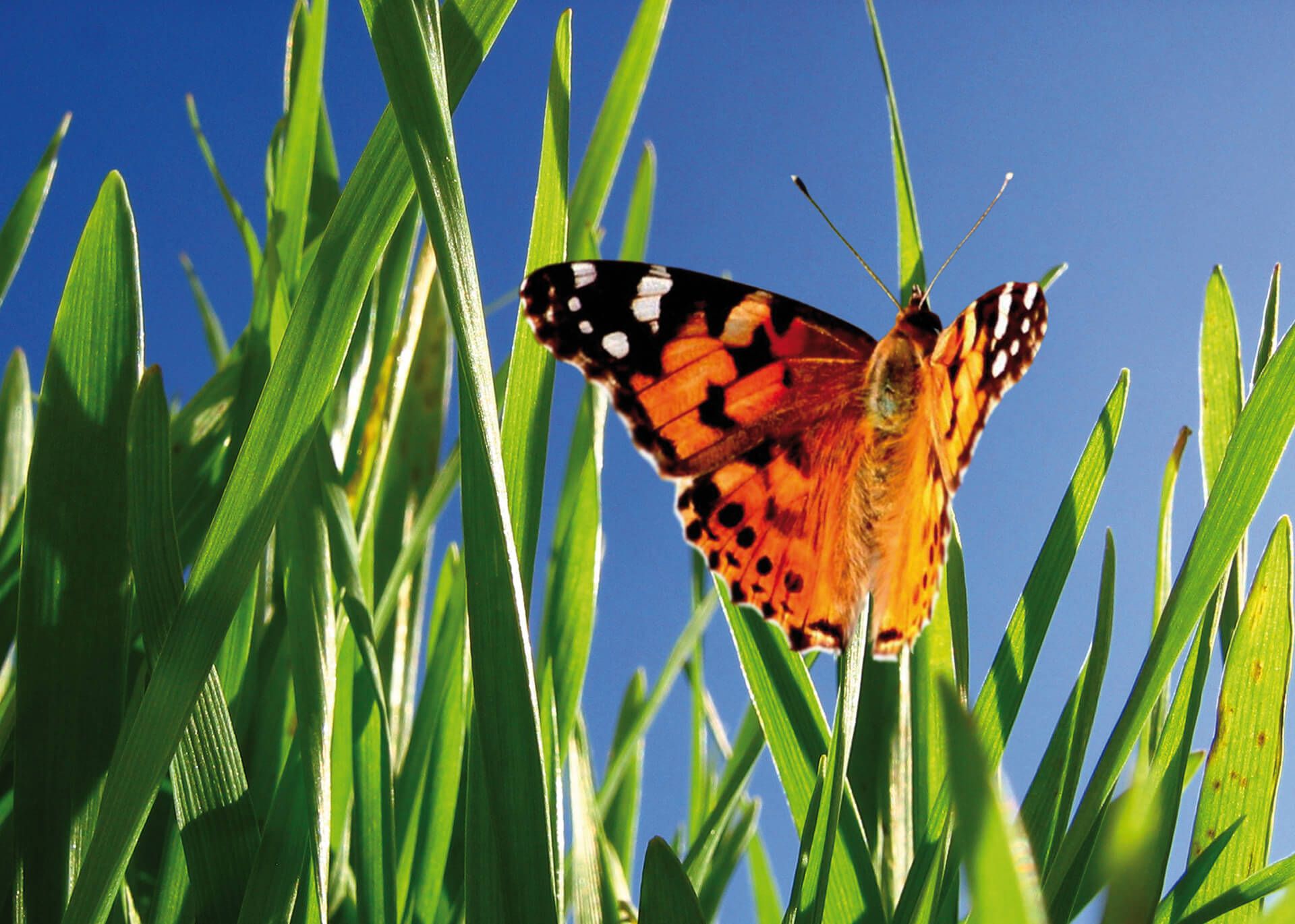 Wasseroberfläche im Grünen
